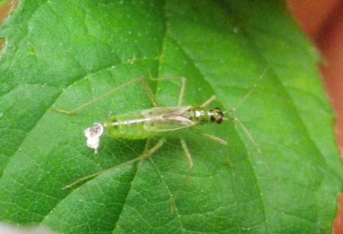 Réf. 187 238 : Dicyphus pallidus